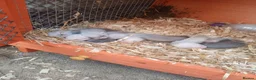 Ferret rodents for sale: Baby Ferret kits look at description!  - Advert 6