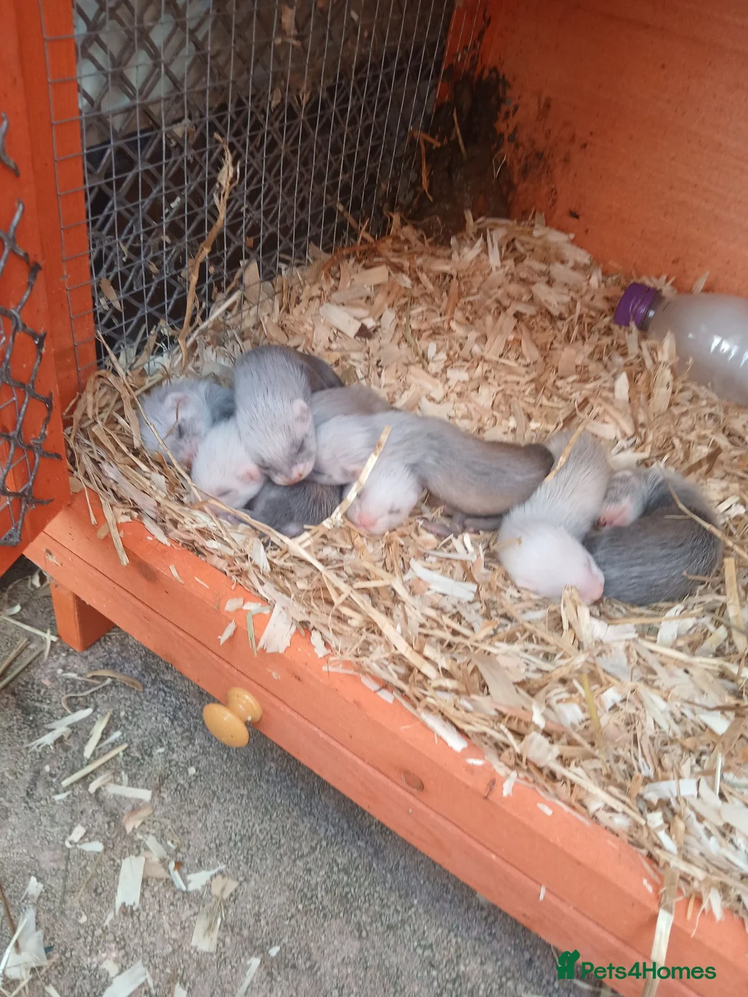 Ferret rodents for sale: Baby Ferret kits look at description!  - Advert 1