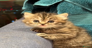 Himalayan cats Himalayan Persian and ragdoll mix  - Advert 3