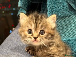 Himalayan cats Himalayan Persian and ragdoll mix - Advert 1