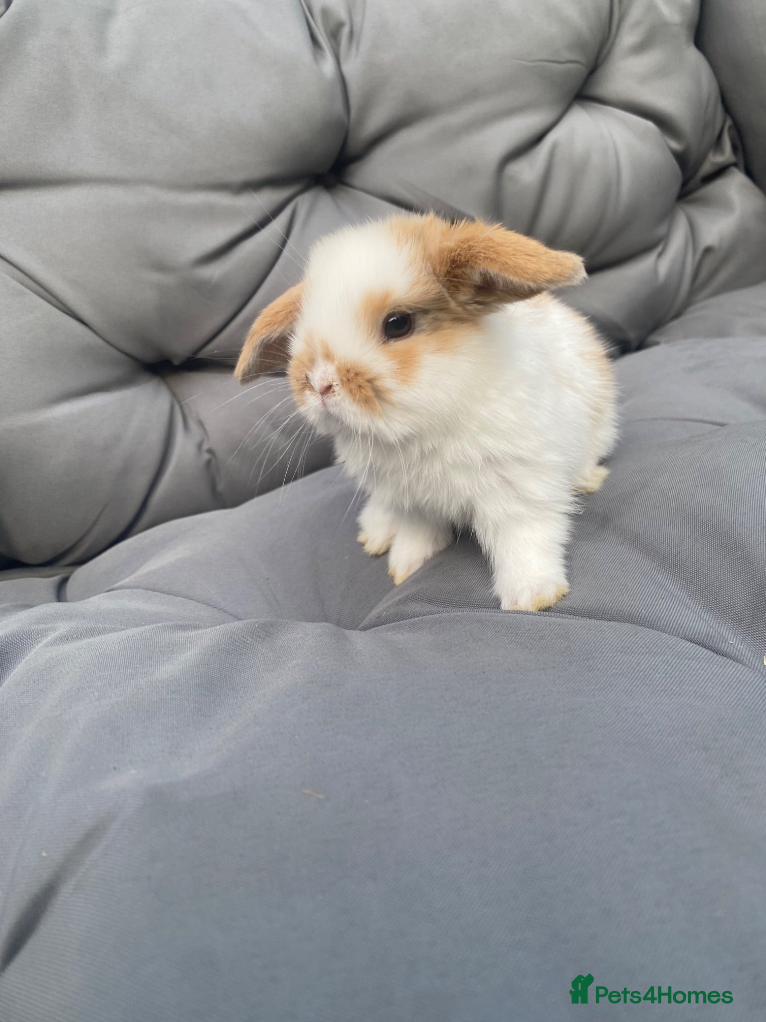 Mini Lop rabbits MINI LOP BUNNIES  - Advert 2