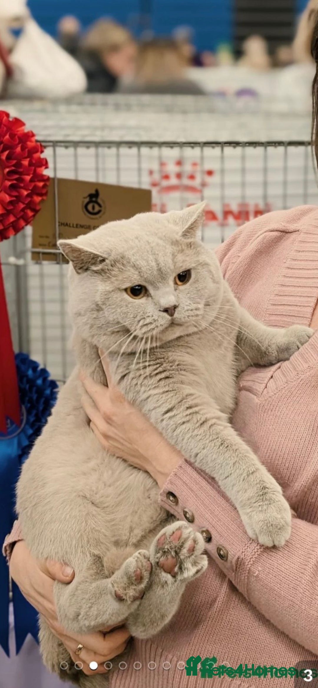 British Shorthair cats for sale:  👑 GCCF Purebred British Shorthair kittens 👑 - Image 10