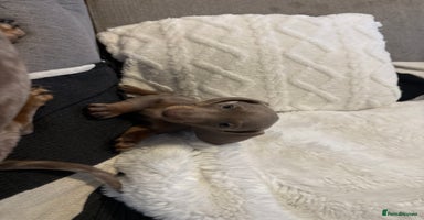 Miniature Dachshund dogs Miniature Dachshund Puppies - Advert 9