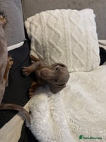 Miniature Dachshund dogs Miniature Dachshund Puppies - Advert 9