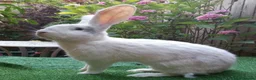 Continental Giant rabbits for sale: Super Stars  Stud Service -Beautiful PROVEN Bucks  - Advert 2