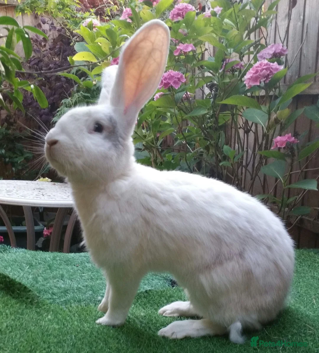 Continental Giant rabbits for sale: Super Stars  Stud Service -Beautiful PROVEN Bucks  - Advert 2