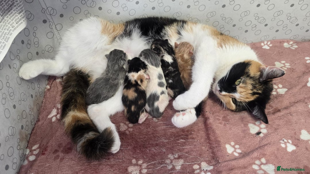 Mixed Breed cats for sale: 5 mixed kittens for sale! - Image 18