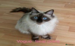 Ragdoll cats for sale: Pedigree Ragdoll babies - Advert 9