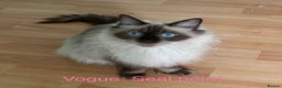 Ragdoll cats for sale: Pedigree Ragdoll babies - Advert 11