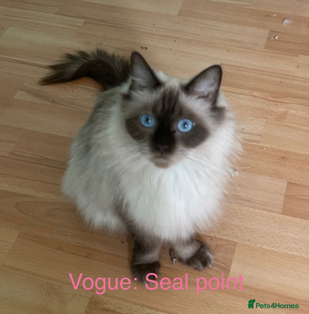 Ragdoll cats for sale: Pedigree Ragdoll babies - Advert 9