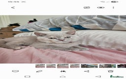 British Shorthair cats for sale: Rare lilac British Short Hair Kitten (Female)  - Image 3