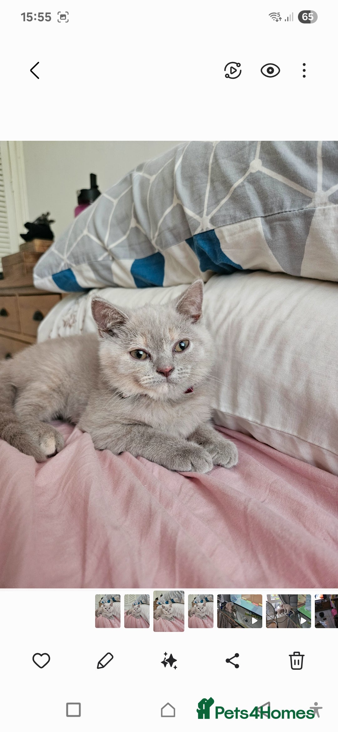 British Shorthair cats for sale: Rare lilac British Short Hair Kitten (Female)  - Image 3