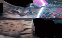 Domestic Shorthair cats for sale: kittens looking for forever home ! - Image 3