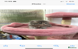 Scottish Fold cats for sale: Lovely kitten Highland delivery only Scotland Xx - Image 9