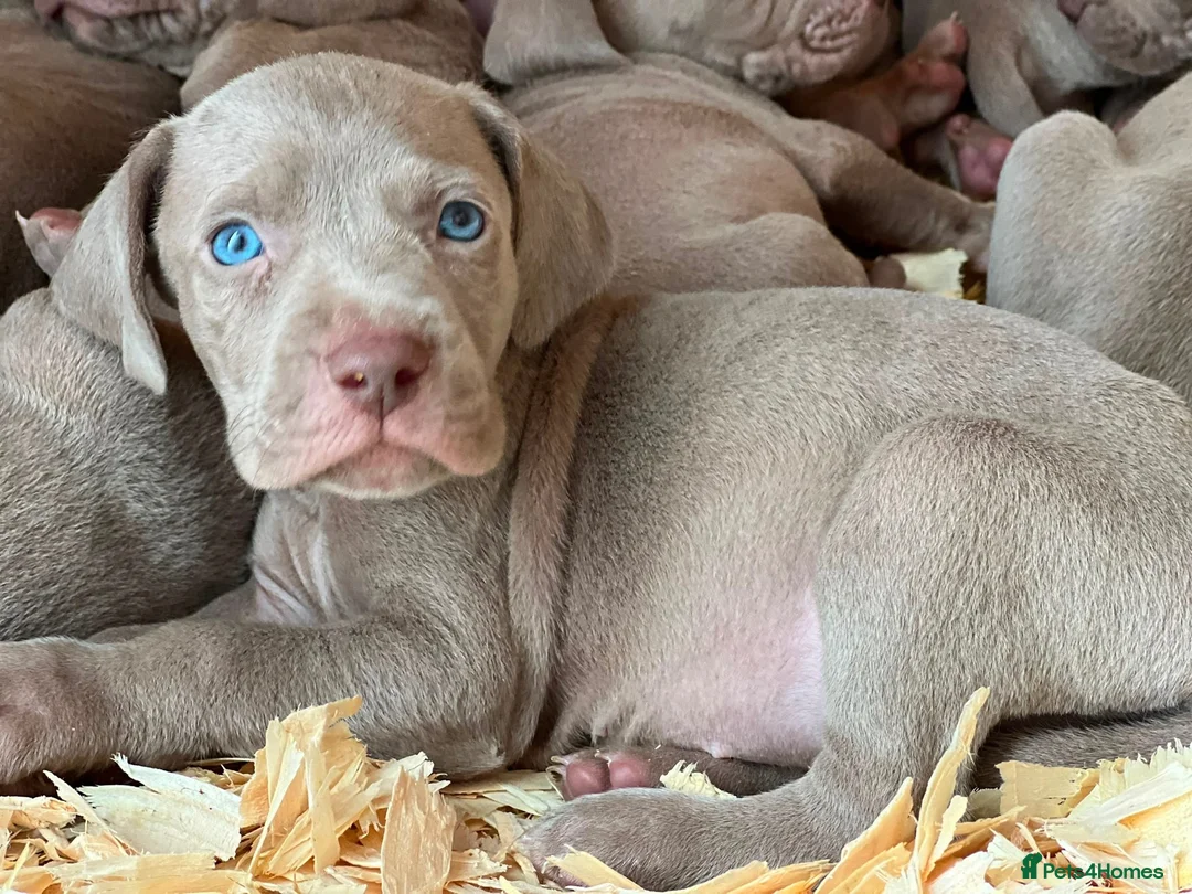 Weimaraner dogs for sale: Quality KC Registered silver Weimaraner puppies - Advert 2