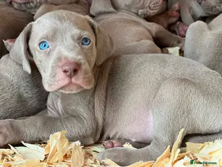 Weimaraner dogs KC Registered silver Weimaraner puppies - Advert 5