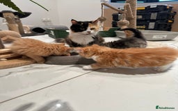Maine Coon cats for sale: Stunning Mainecoon Kittens - Image 21