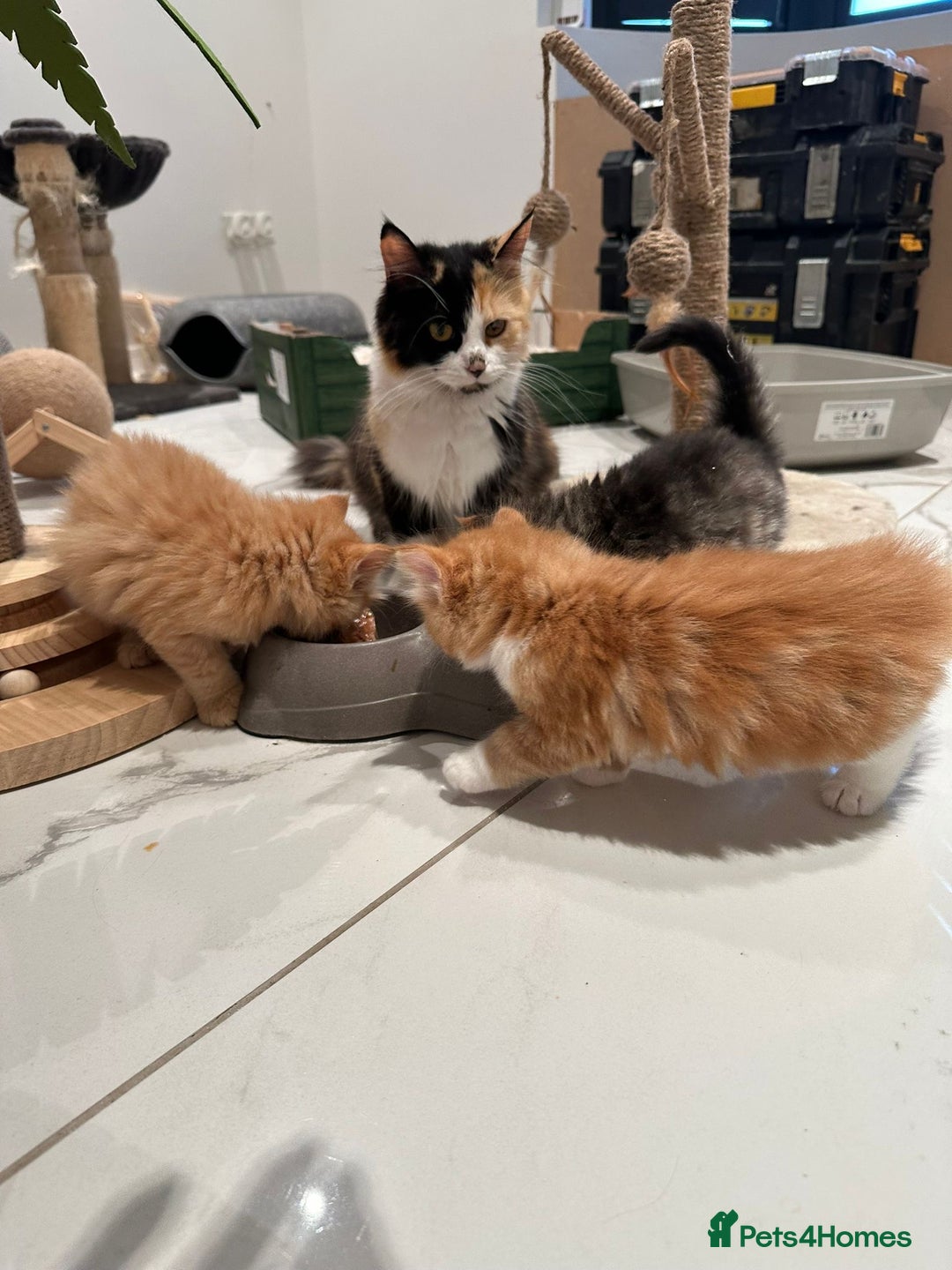 Maine Coon cats for sale: Stunning Mainecoon Kittens - Image 21