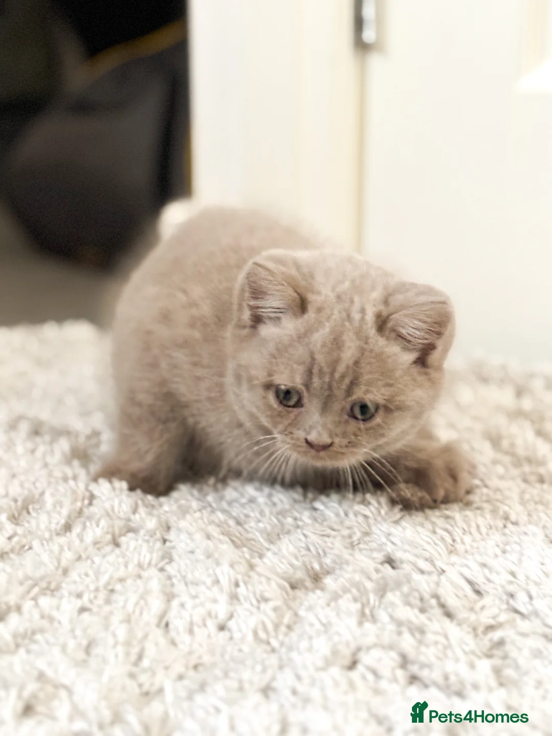 British Shorthair cats for sale: British shorthair and longhair  - Advert 8