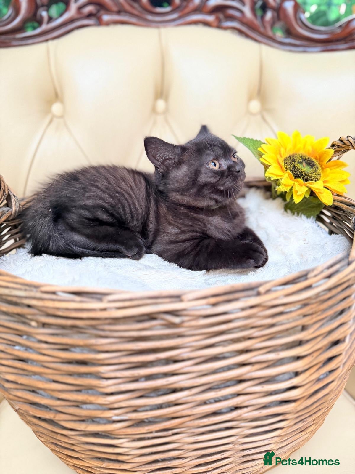 British Shorthair cats Ready now 💙❤️Fluffy’s BSH💙❤️ - Advert 2