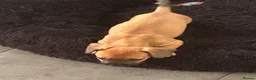 Dachshund dogs for sale: Puppy in Doncaster - Advert 3