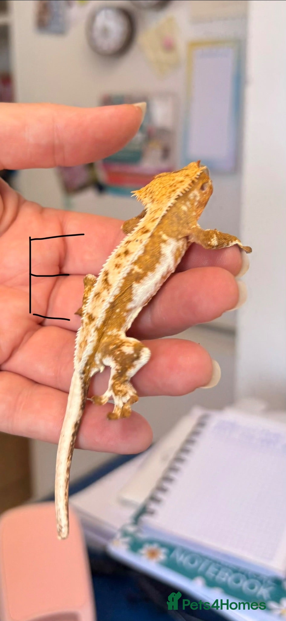 Gecko reptiles Crested geckos gargoyle geckos various - Advert 15