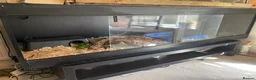 Boa Snake reptiles for sale: Boa Constrictor  - Advert 7