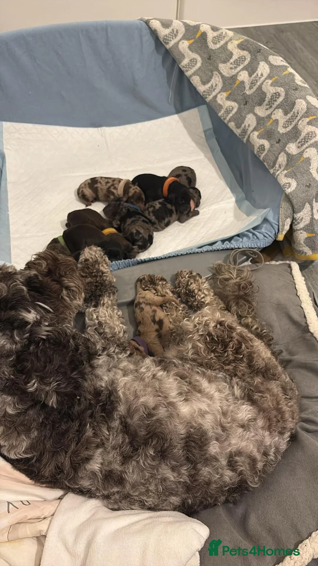 Cockapoo dogs for stud: F1 cocapoo well Proven extensively health tested in Bromley - Advert 28