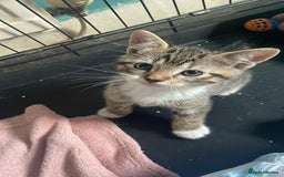 Domestic Shorthair cats for sale: 4 beautiful mixed kittens - Image 6