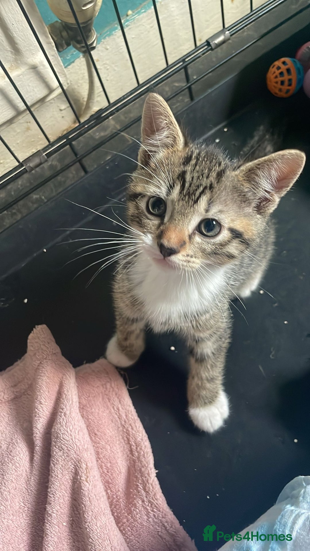 Domestic Shorthair cats for sale: 4 beautiful mixed kittens - Image 6