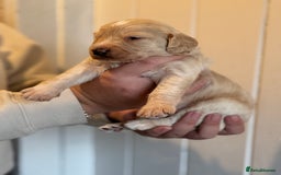 Mixed Breed dogs for sale: Labradoodle X Cocker Spaniel - Image 2