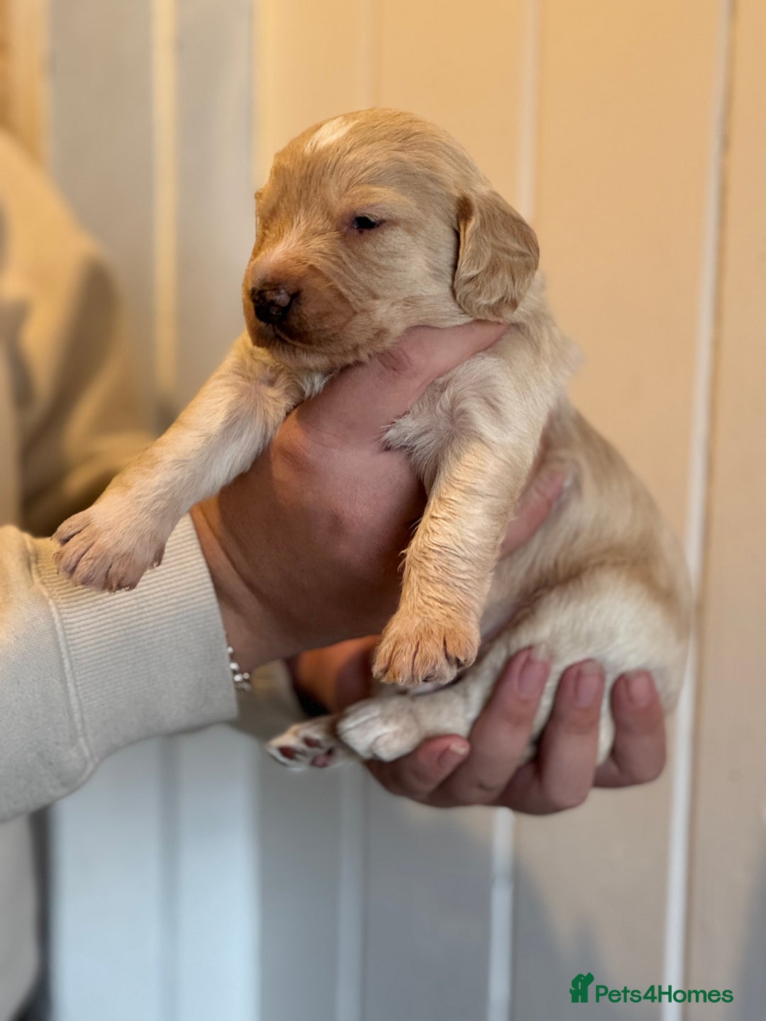 Mixed Breed dogs for sale: Labradoodle X Cocker Spaniel - Image 2