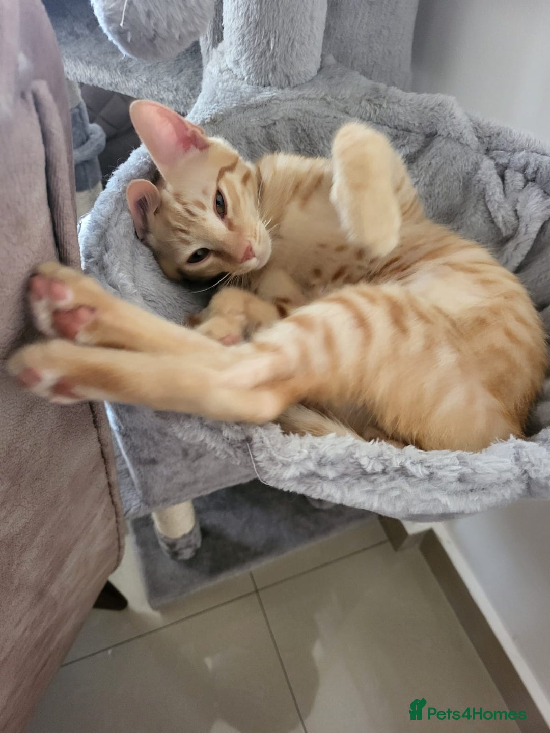 Mixed Breed cats for adoption: ARTHUR -6 M KITTEN CHEEKY MONKEY HIGH ENERGY  - Image 6