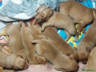 Labrador Retriever dogs KCReg FoxRed LabradorRetriver Puppies WorkingLines - Advert 3