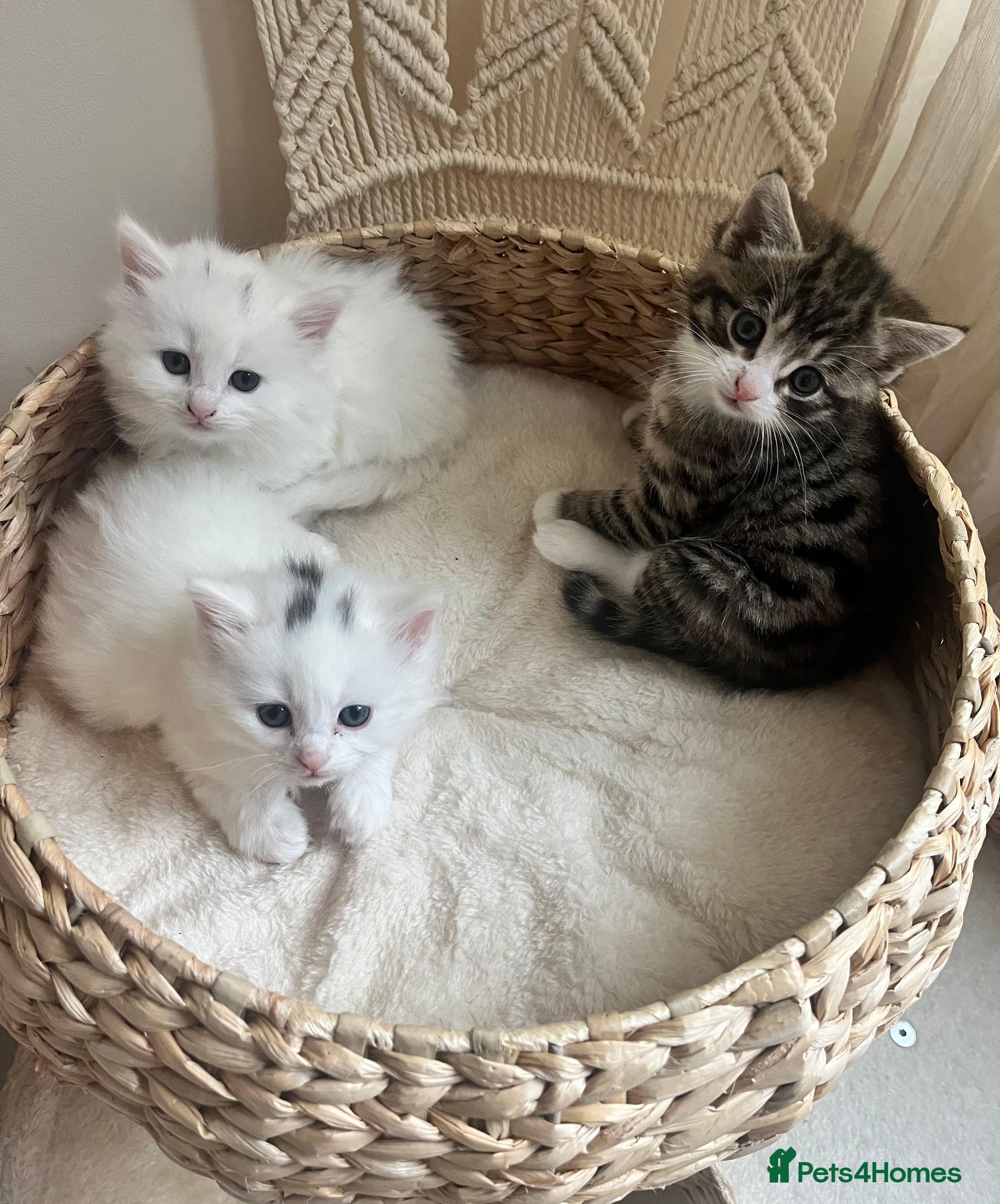 Siberian cats Three Fluffy Kittens - Advert 1