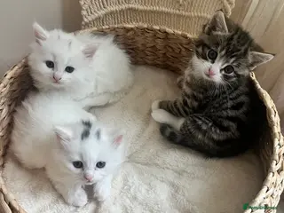 Siberian cats Three Fluffy Kittens - Advert 8