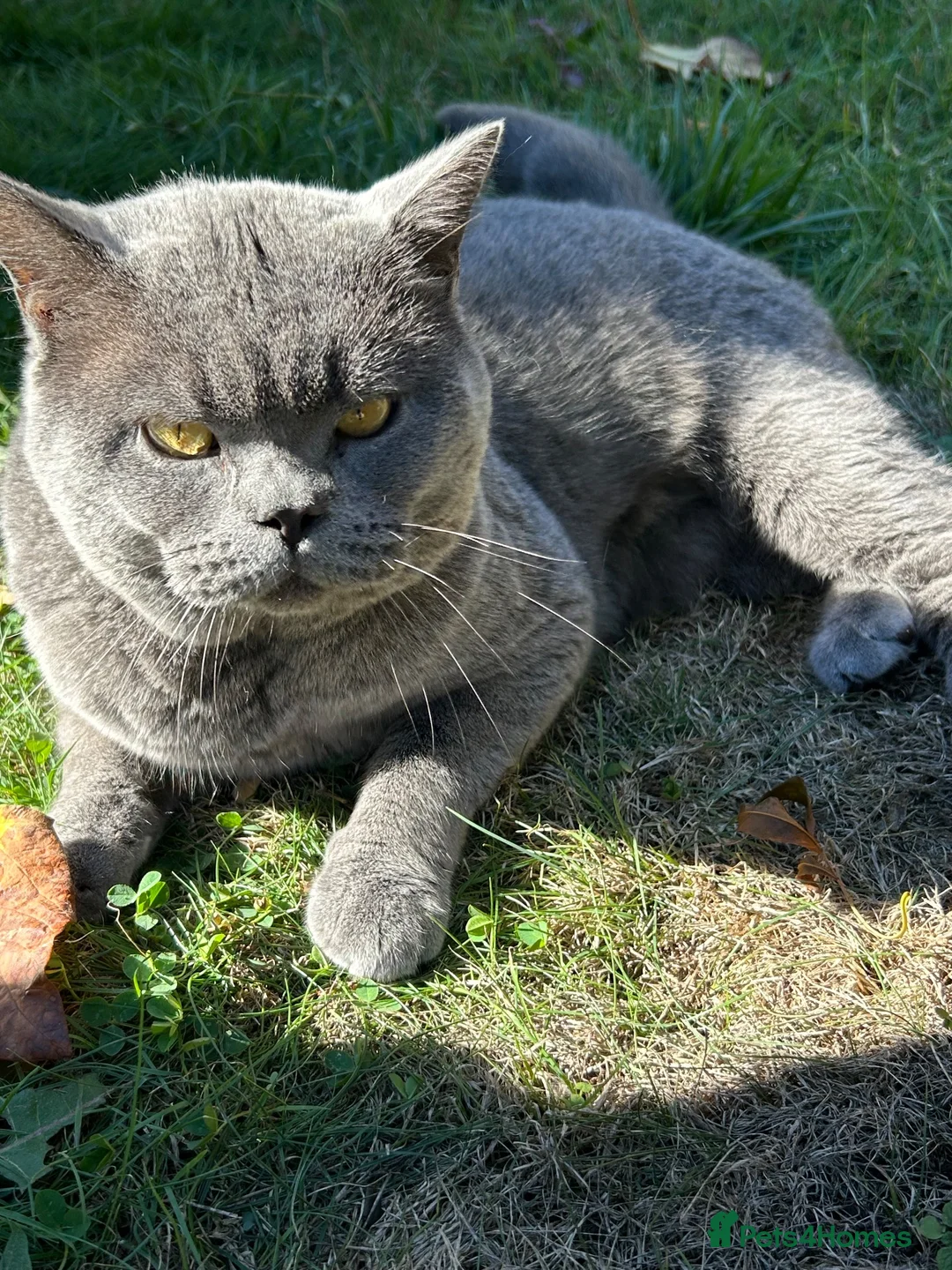 British Shorthair cats for sale: STUNNING 3 YEAR-OLD BRITISH SHORTHAIR - 5 STAR in Basildon - Advert 7