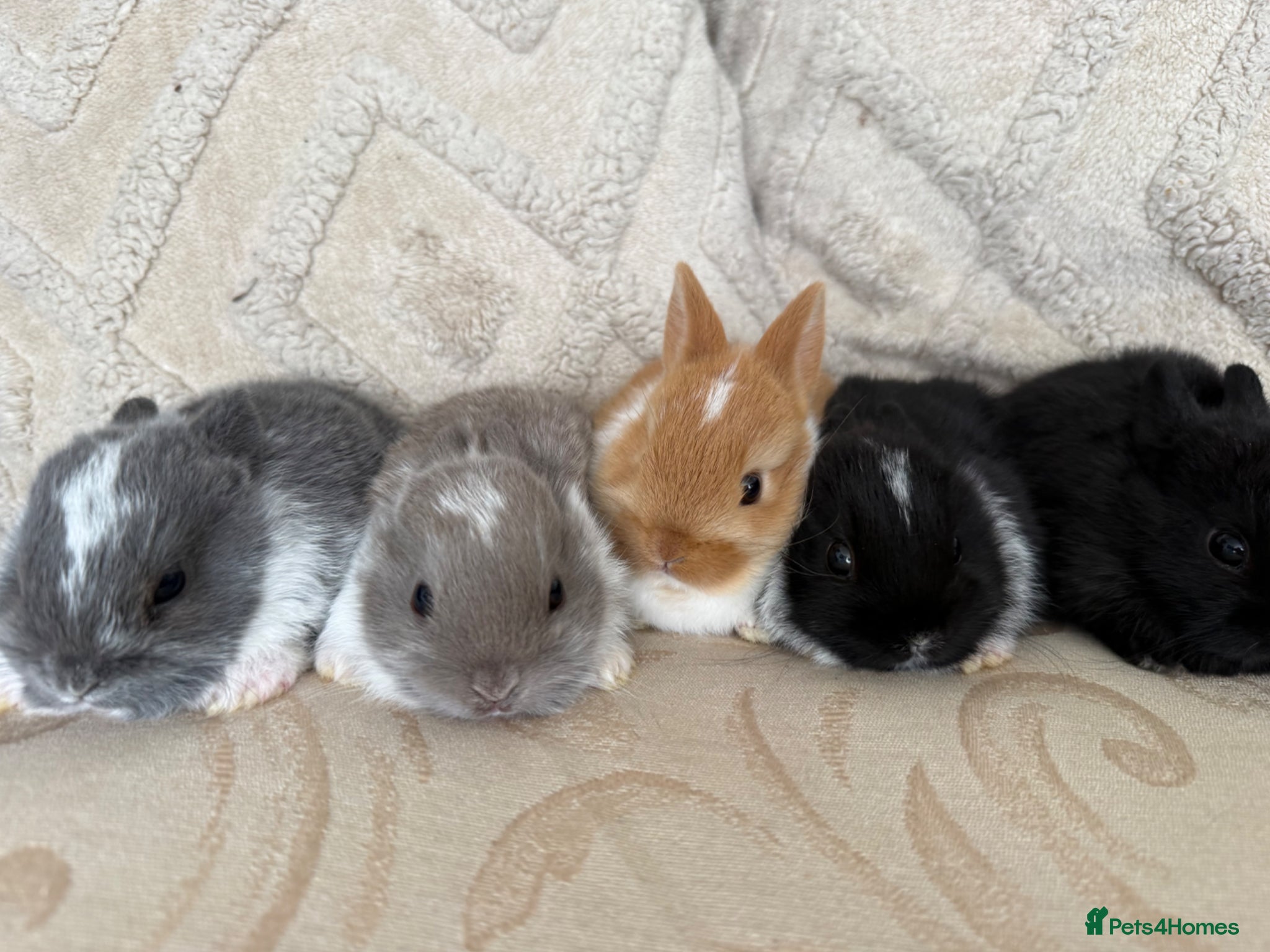 Netherland Dwarf rabbits 5 Adorable Netherland Dwarf Bunnies  🐰  - Advert 2