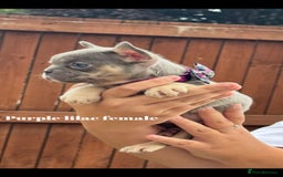 French Bulldog dogs for sale: Beautiful fluffy/ fluffy carrier Frenchie pups  - Image 24