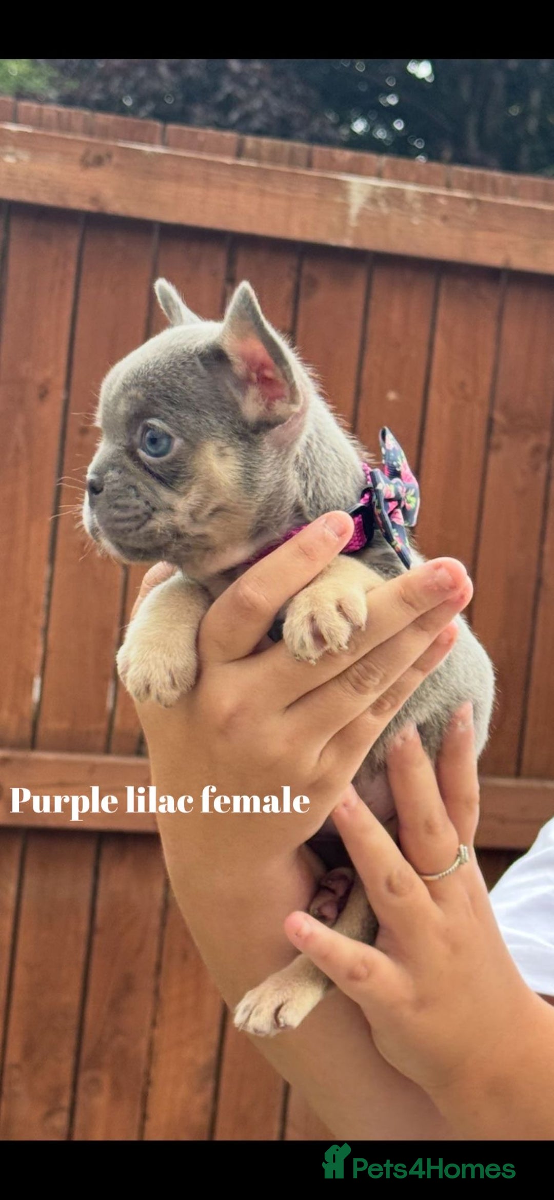 French Bulldog dogs for sale: Beautiful fluffy/ fluffy carrier Frenchie pups  - Image 24