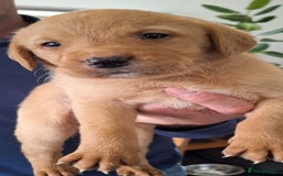 Labrador Retriever dogs for sale: Red fox labrador puppy's  - Image 22