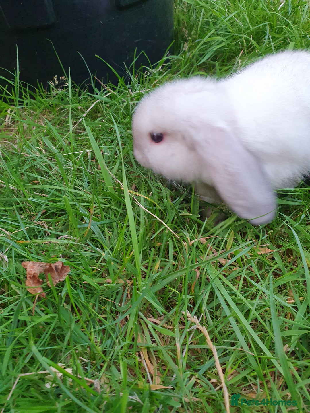 Mini Lop rabbits for sale: Friendly baby mini lops - vacc with Yurvac RHD2 - Image 5