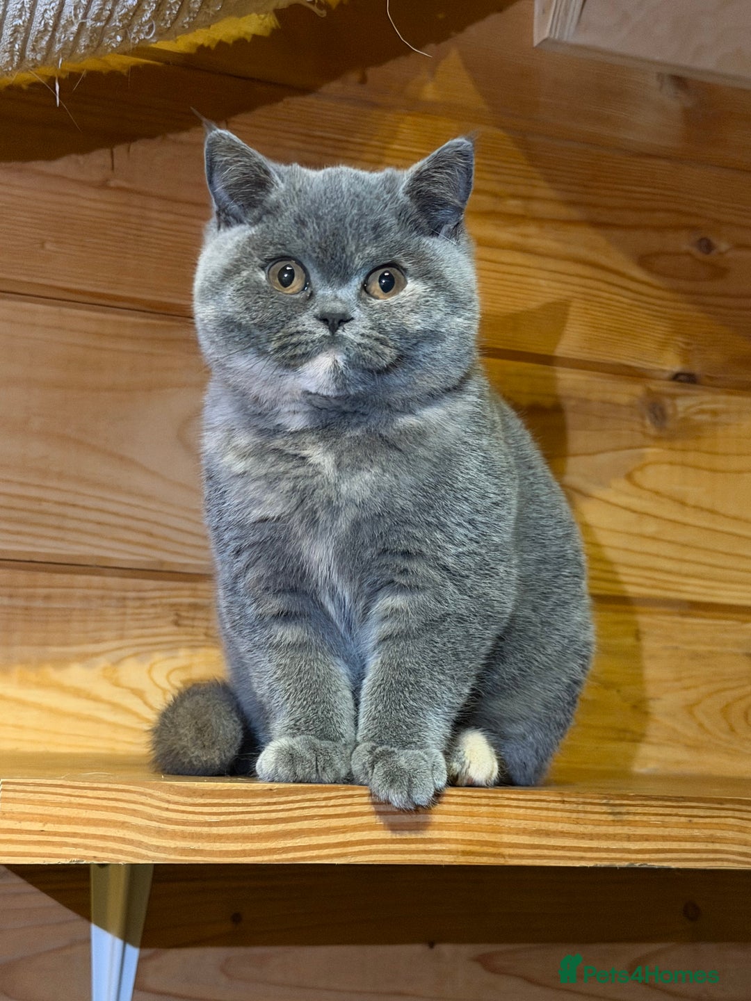 British Shorthair cats for sale: British Shorthair Kittens blue tortie  - Advert 5