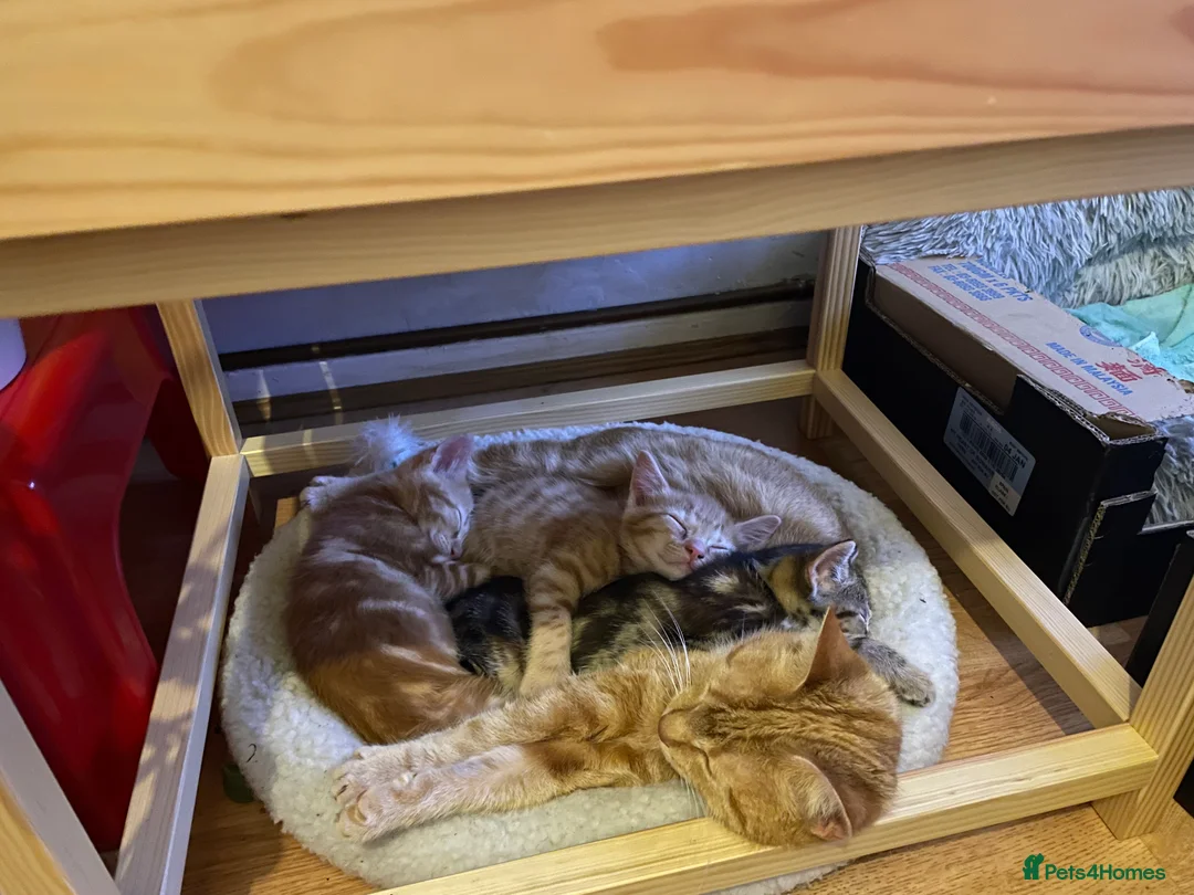 Mixed Breed cats for sale: Adorable 3 Kittens Looking for Loving Homes 🐾 - Advert 8