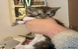 Maine Coon cats for sale: 4 Maine Coon Kittens - Just 2 left - Image 12