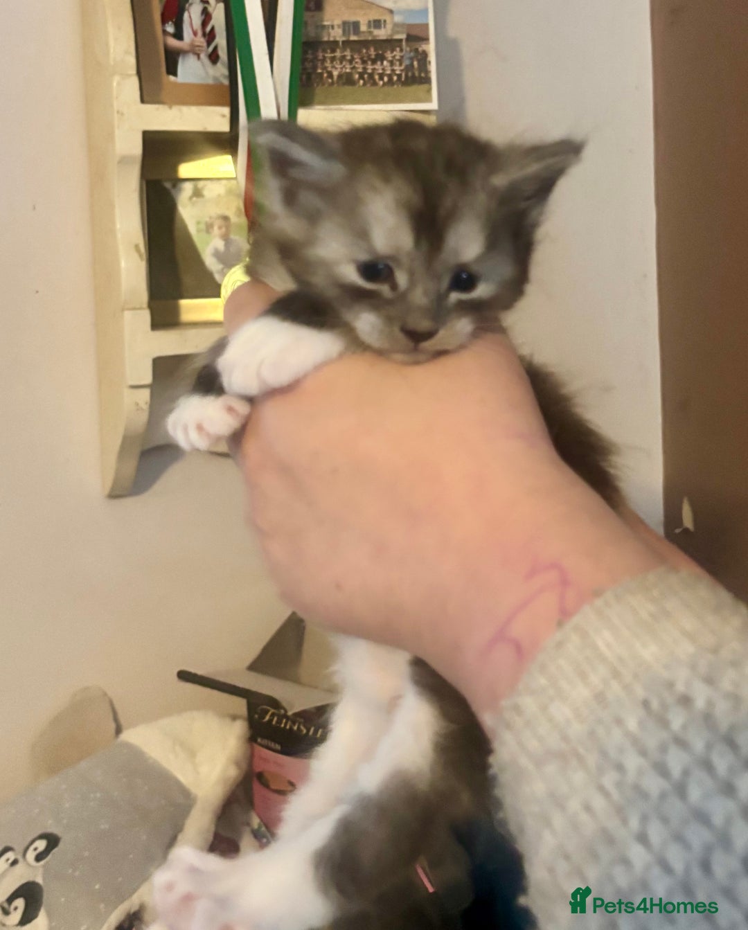 Maine Coon cats for sale: 4 Maine Coon Kittens - Just 2 left - Image 12