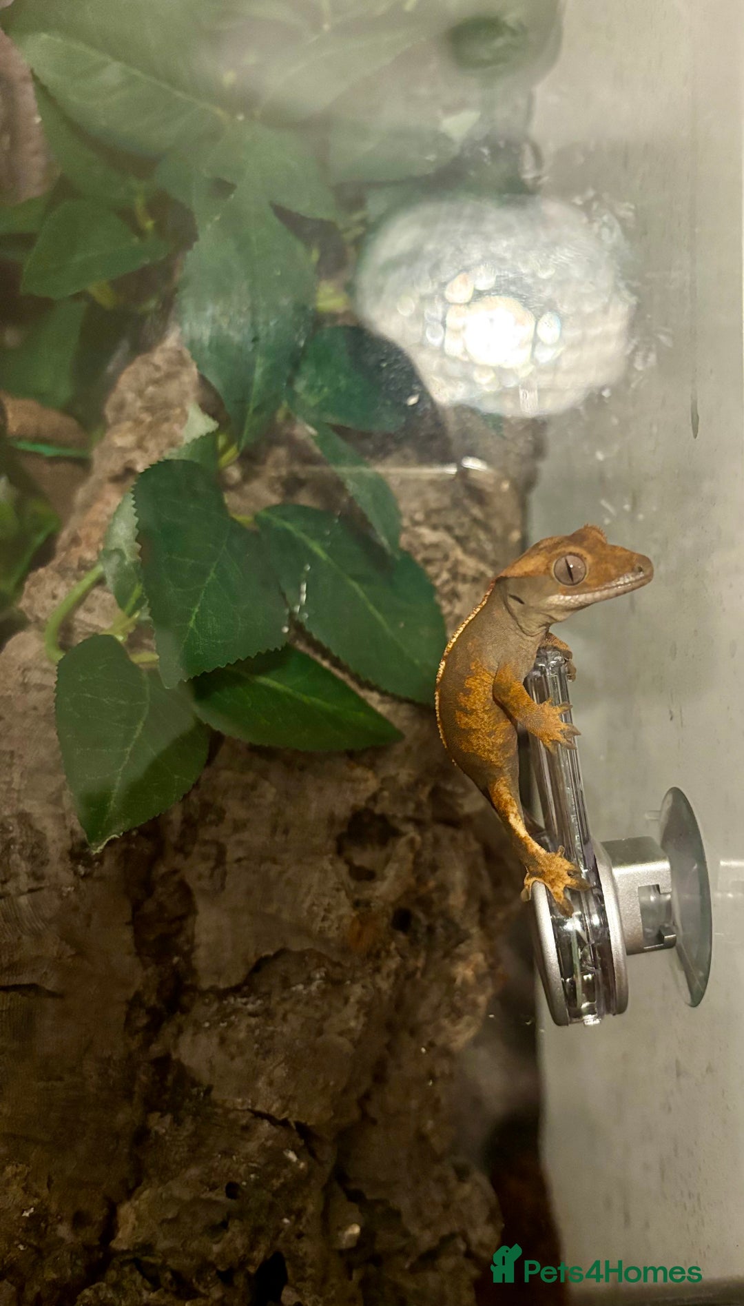 Gecko reptiles for sale: Male crested gecko - Image 4