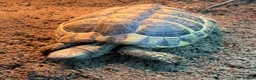 Hermann Tortoise reptiles for sale: Herman Tortoise and large tortoise table and Lamp - Advert 6