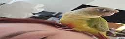 Conures birds for sale: Pineapple Green Cheek Conure in Coventry - Advert 4