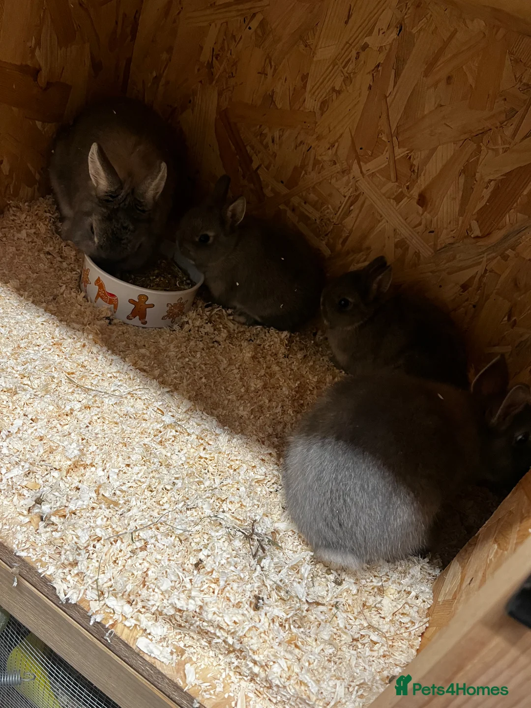 Netherland Dwarf rabbits for sale: Opal Netherland fears rabbits for sale  - Advert 8